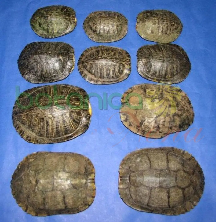 Carapacho de Jicotea (Tortuga) 1 pieza - Botanica Nena