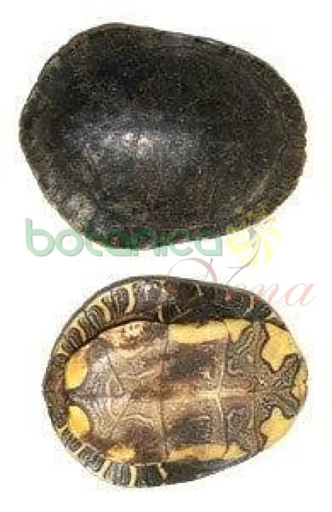 Carapacho de Jicotea (Tortuga) 1 pieza - Botanica Nena