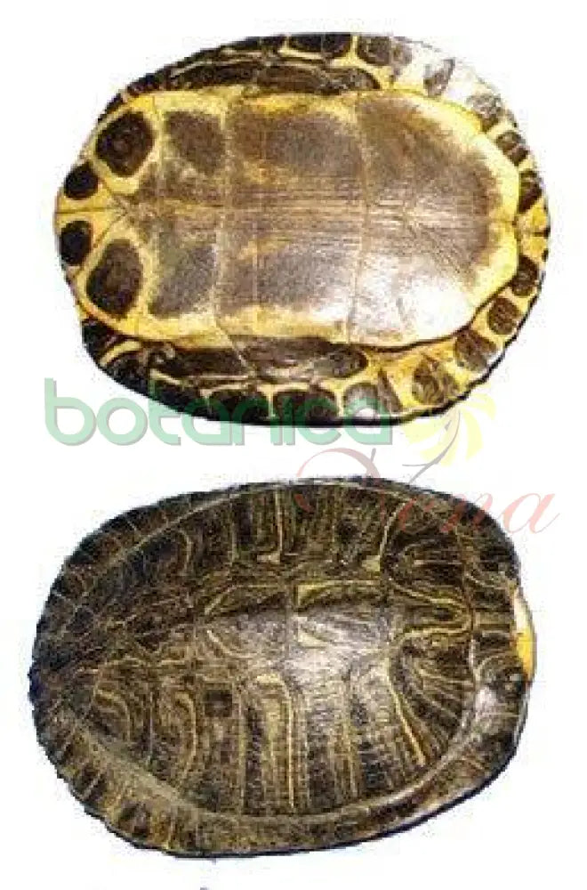 Carapacho de Jicotea (Tortuga) 1 pieza - Botanica Nena