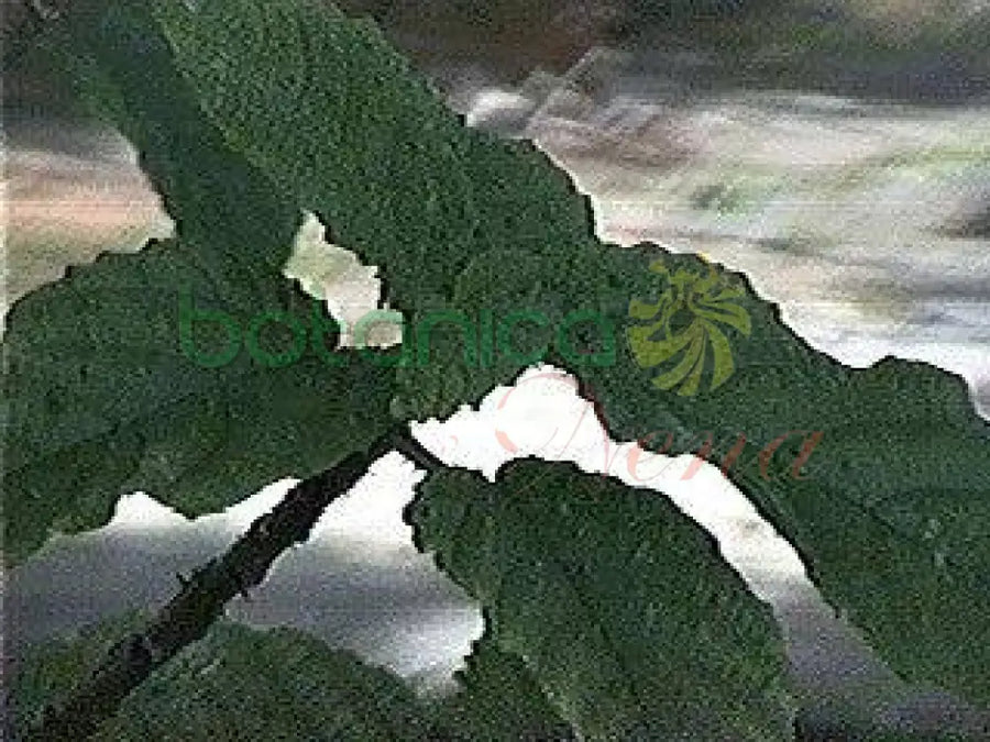 Fresh Chichicate - Botanica Nena