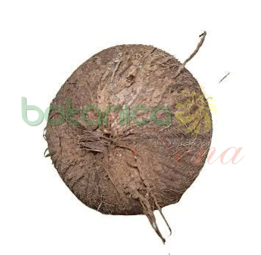 Coco Seco - Botanica Nena