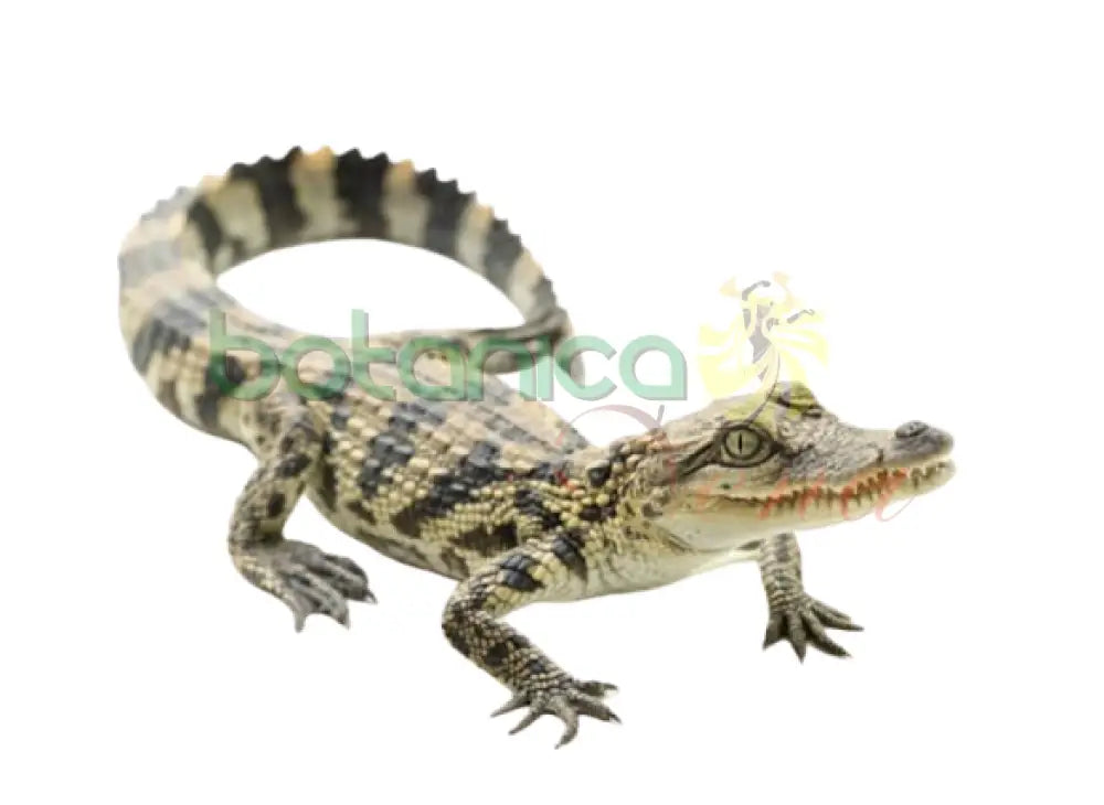Cocodrilo pequeño Congelado