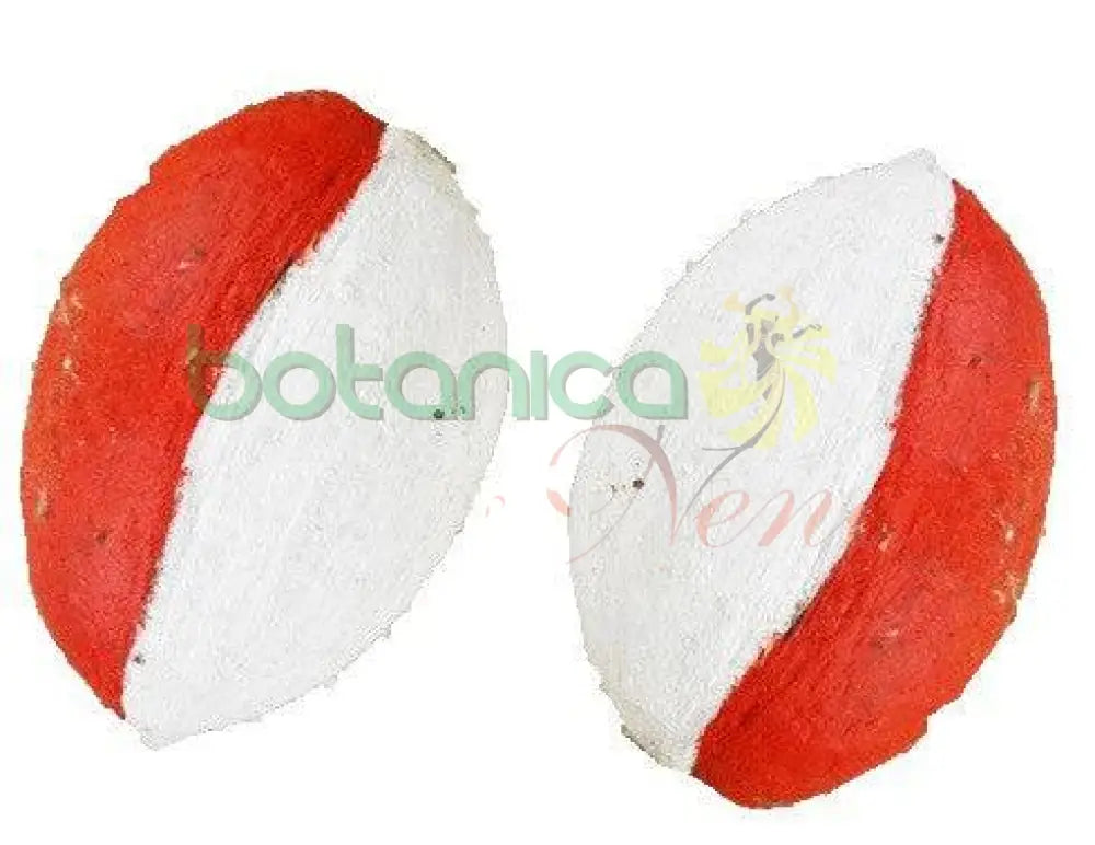 Cocos para Orishaoko pintados (par) - Botanica Nena