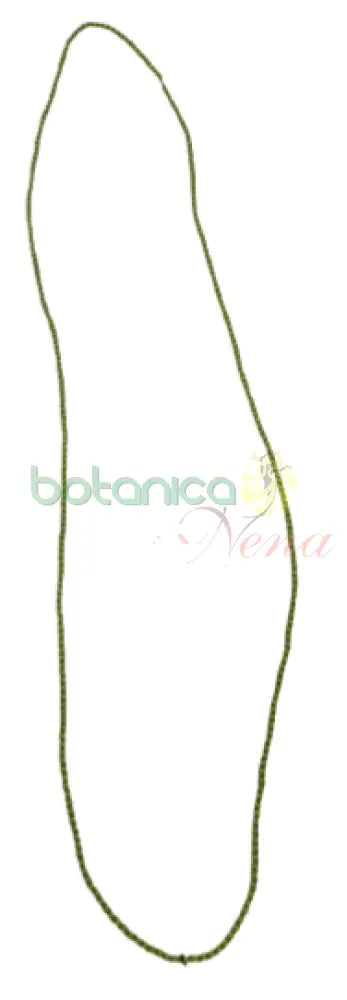 Collar (Eleke) Fino Orula tradicional Fino - Botanica Nena