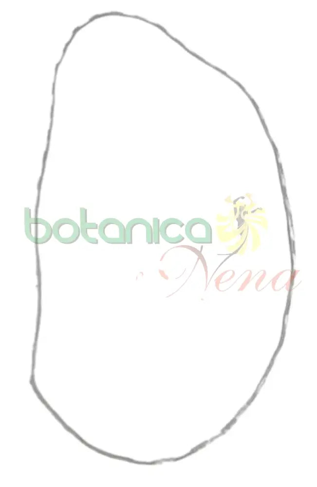 Collar (Eleke) Obbatala Fino - Botanica Nena