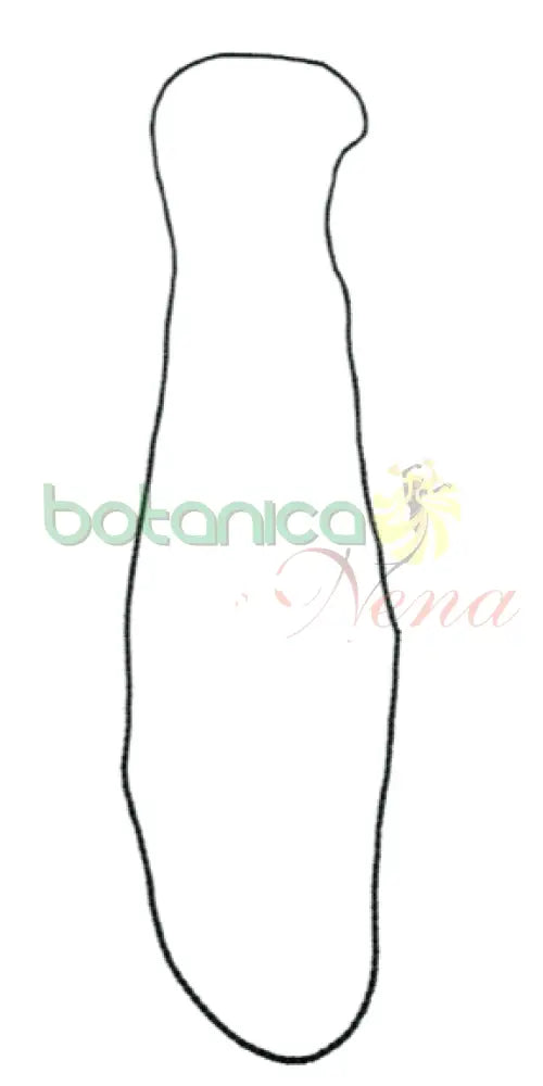 Collar (Eleke) Oggun Fino - Botanica Nena