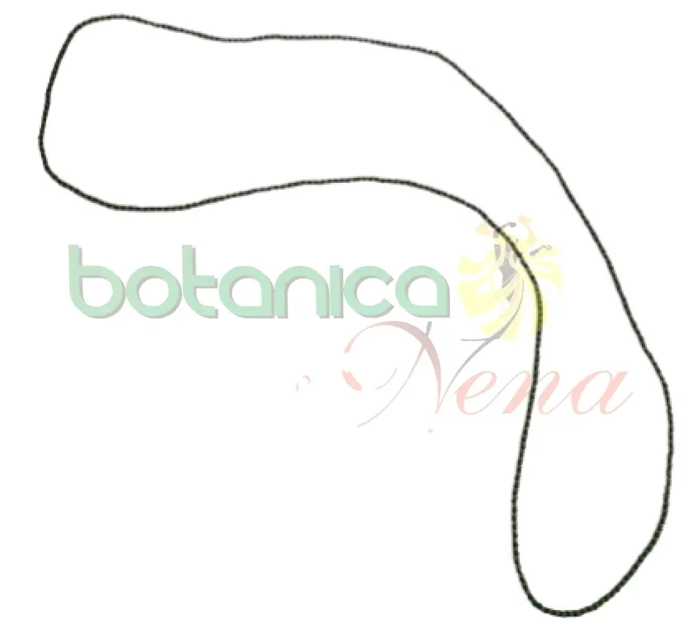 Collar (Eleke) Orula cuentas color africano Fino - Botanica Nena
