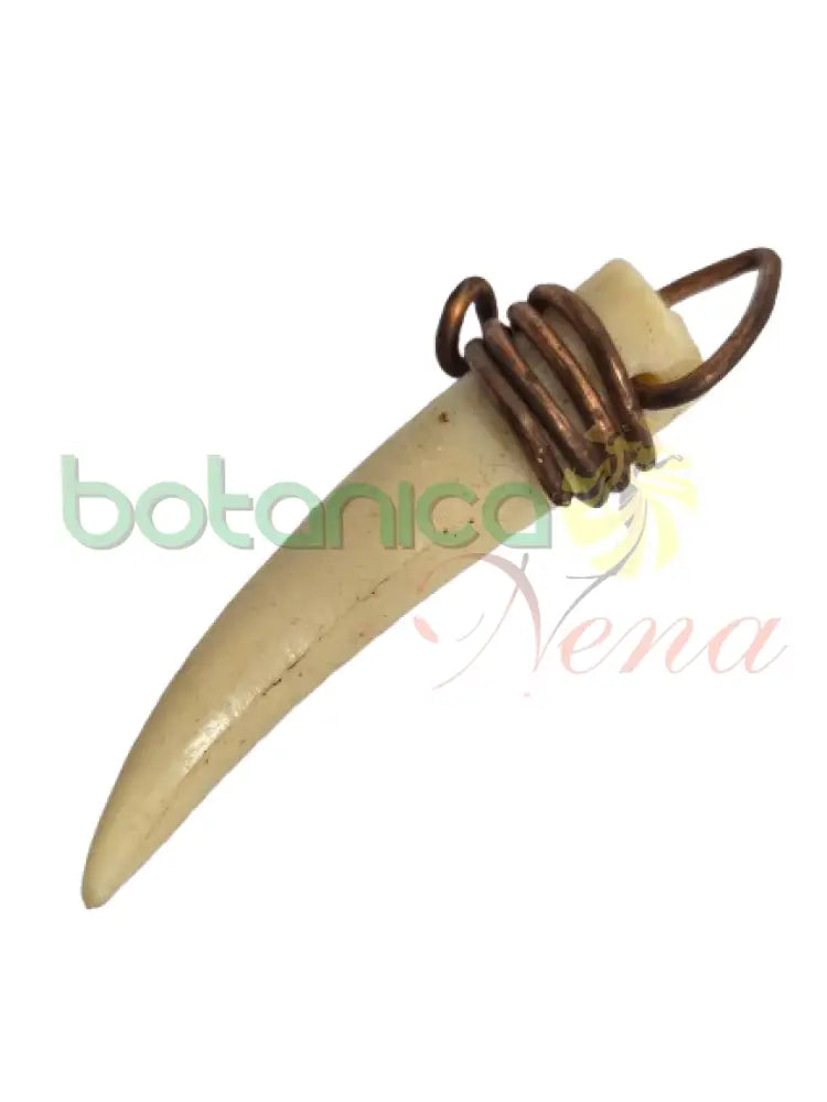 Colmillo Africano 1.8’’Alto