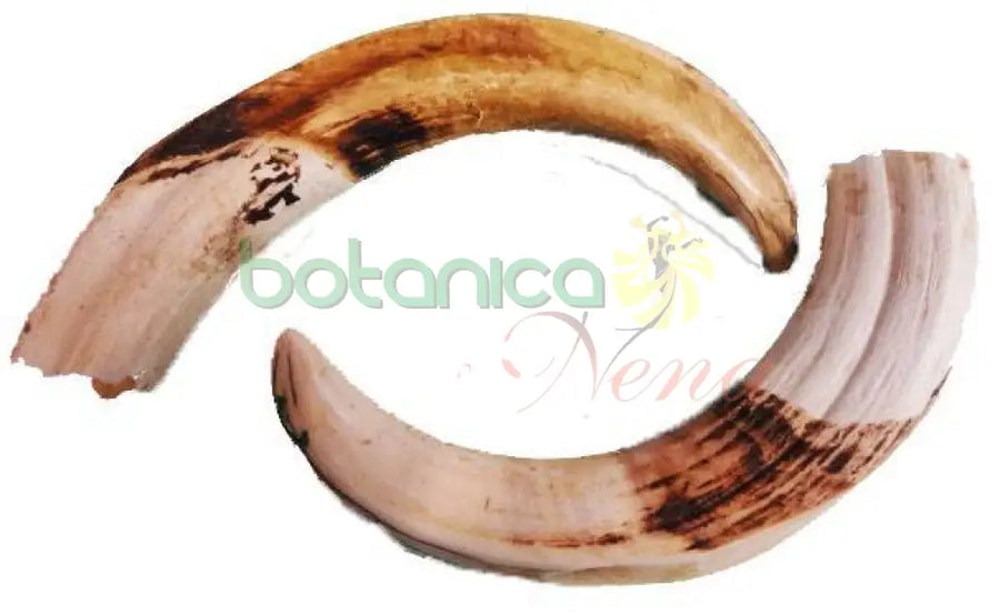 Colmillo de Jabali­ - 5"-6" Aprox (1 Pieza) - Botanica Nena