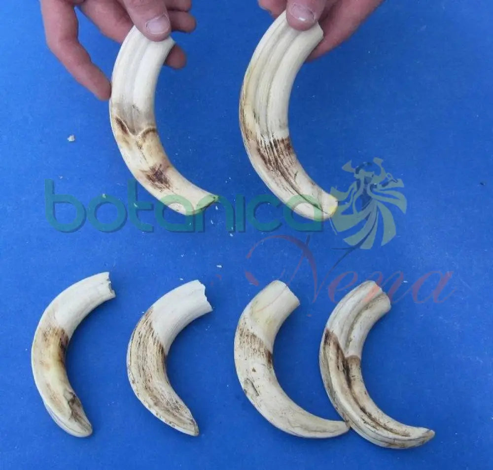 Colmillo de Jabali­ - 5"-6" Aprox (1 Pieza) - Botanica Nena