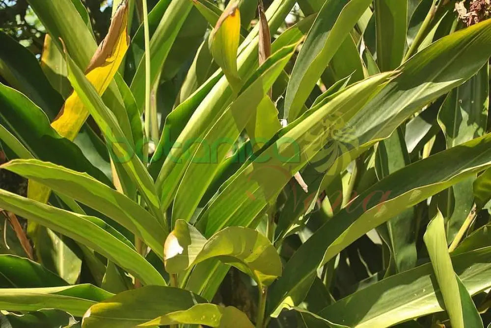 Fresh Colonia - Botanica Nena