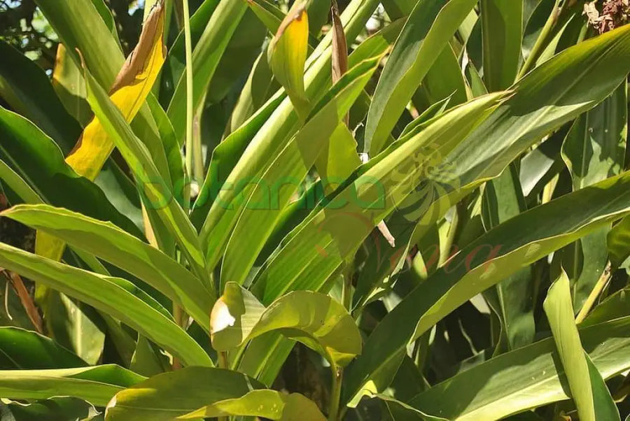 Fresh Colonia - Botanica Nena