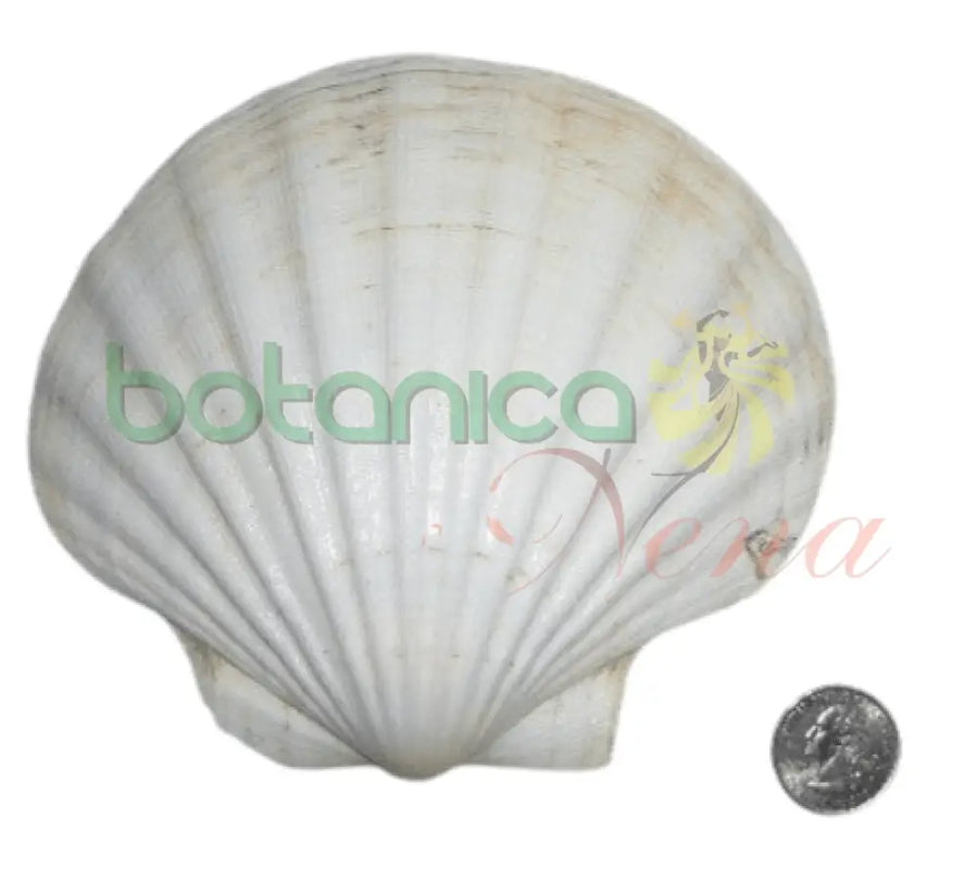 Concha Mediana 2" - Botanica Nena