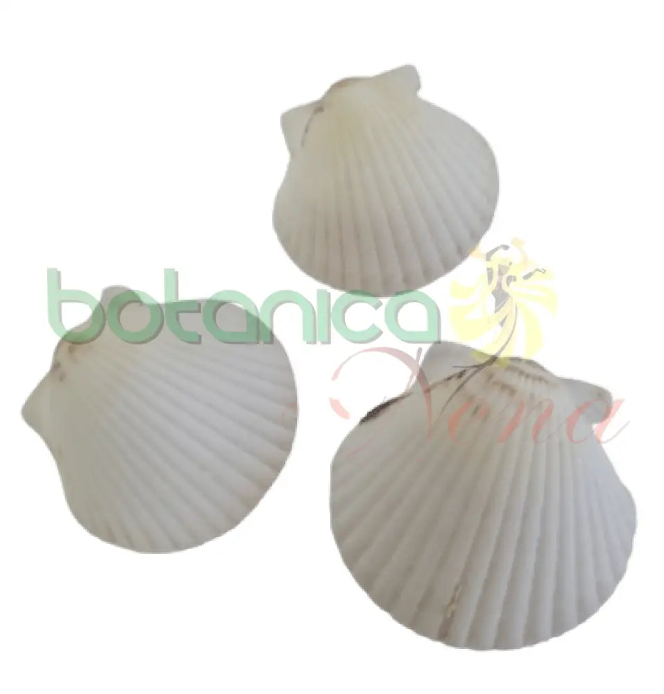 Concha Blanca Pequeña - Botanica Nena