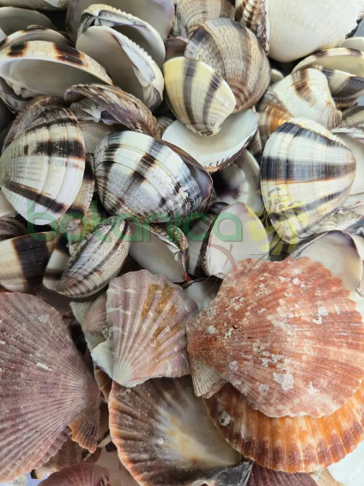 Concha Marina Mediana