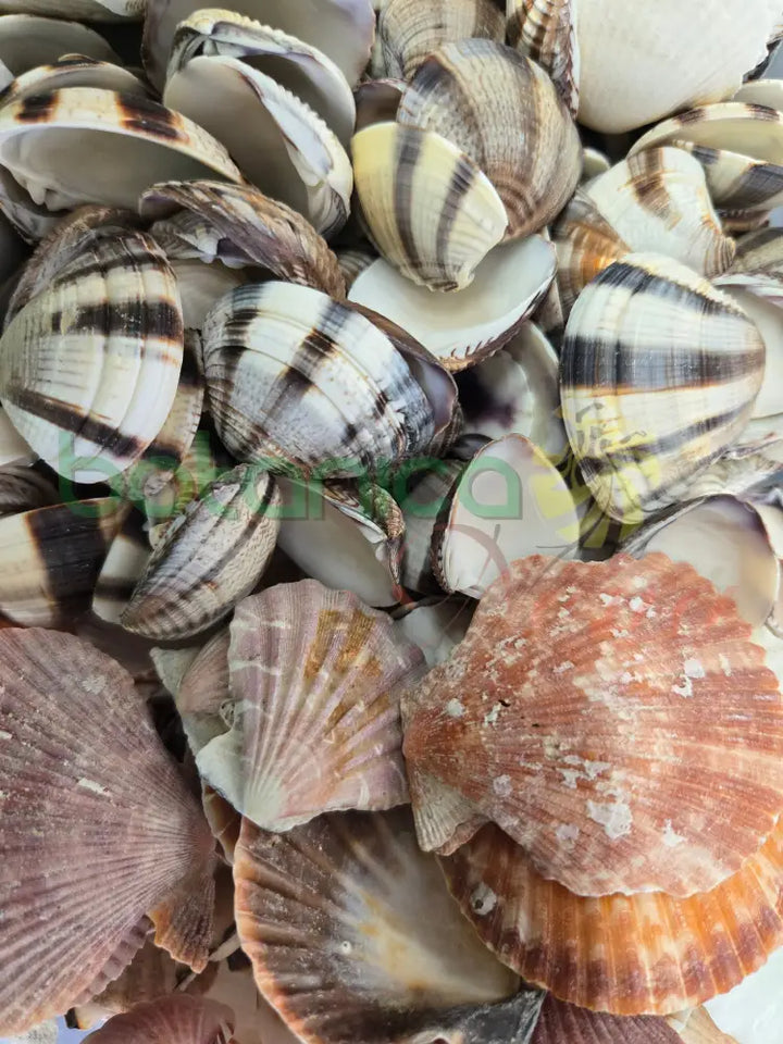 Concha Marina Mediana