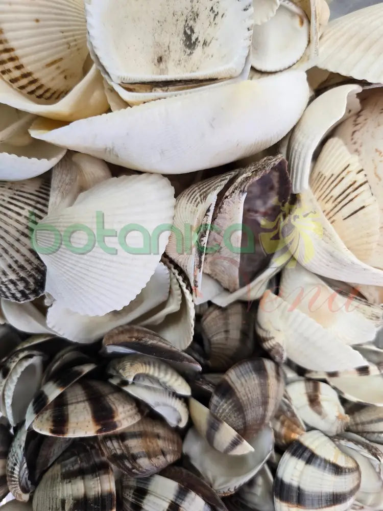 Concha Marina Mediana