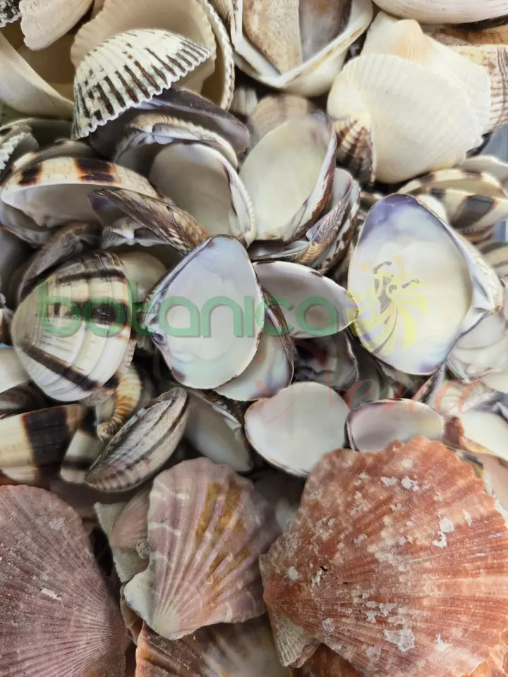 Concha Marina Mediana