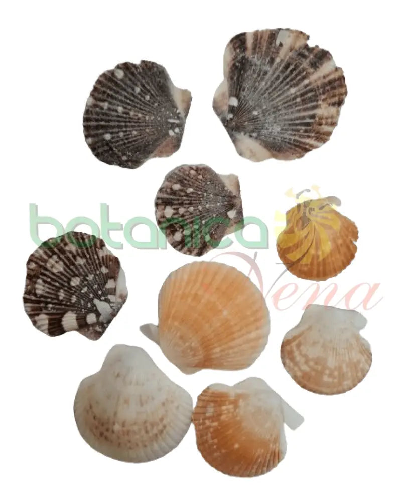 Concha Marina Pequeña - Botanica Nena