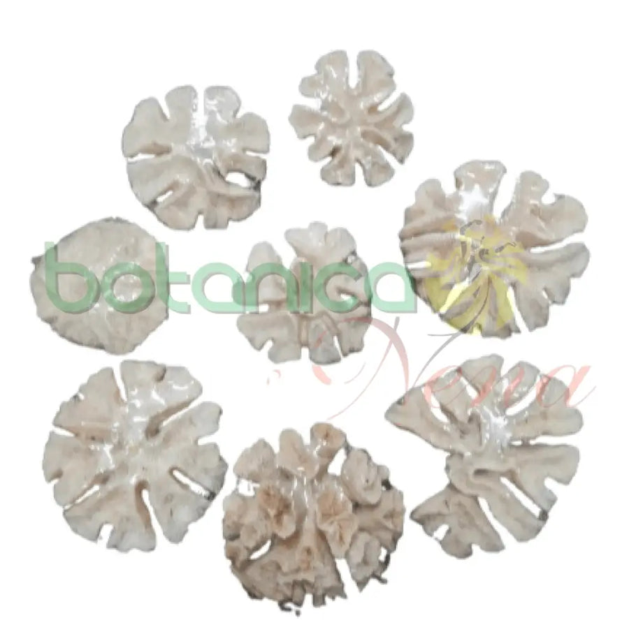 Coral Cerebro Abierto 5" a 7" Aprox Cada Una - Botanica Nena