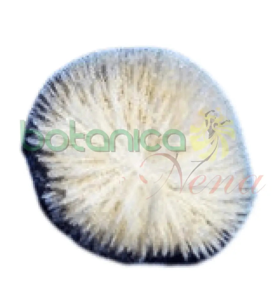 Coral Cerebro Chico pieza 1" a 2 " - Botanica Nena