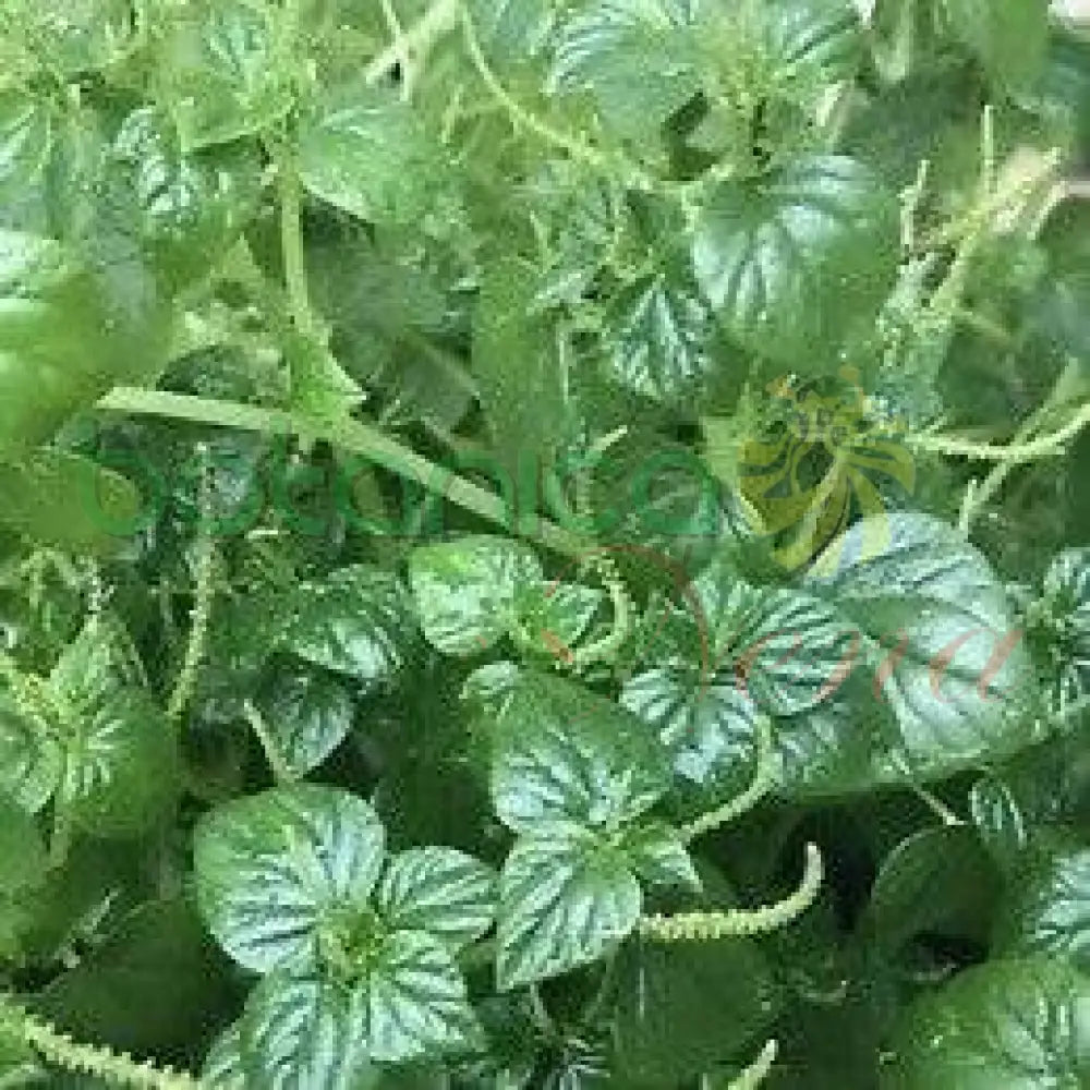 Fresh Corazón de Paloma - Botanica Nena