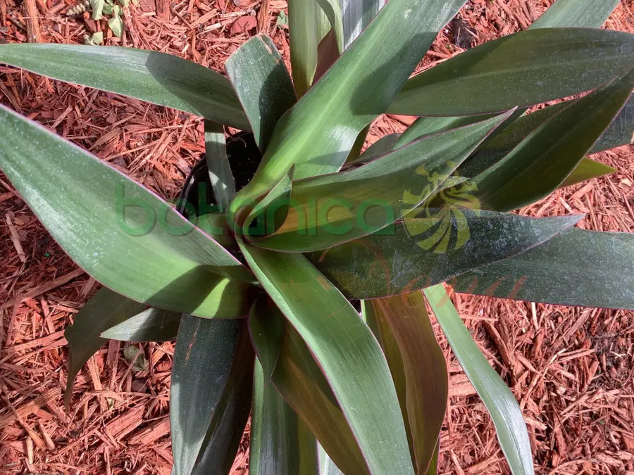 Fresh Cordoban - Botanica Nena