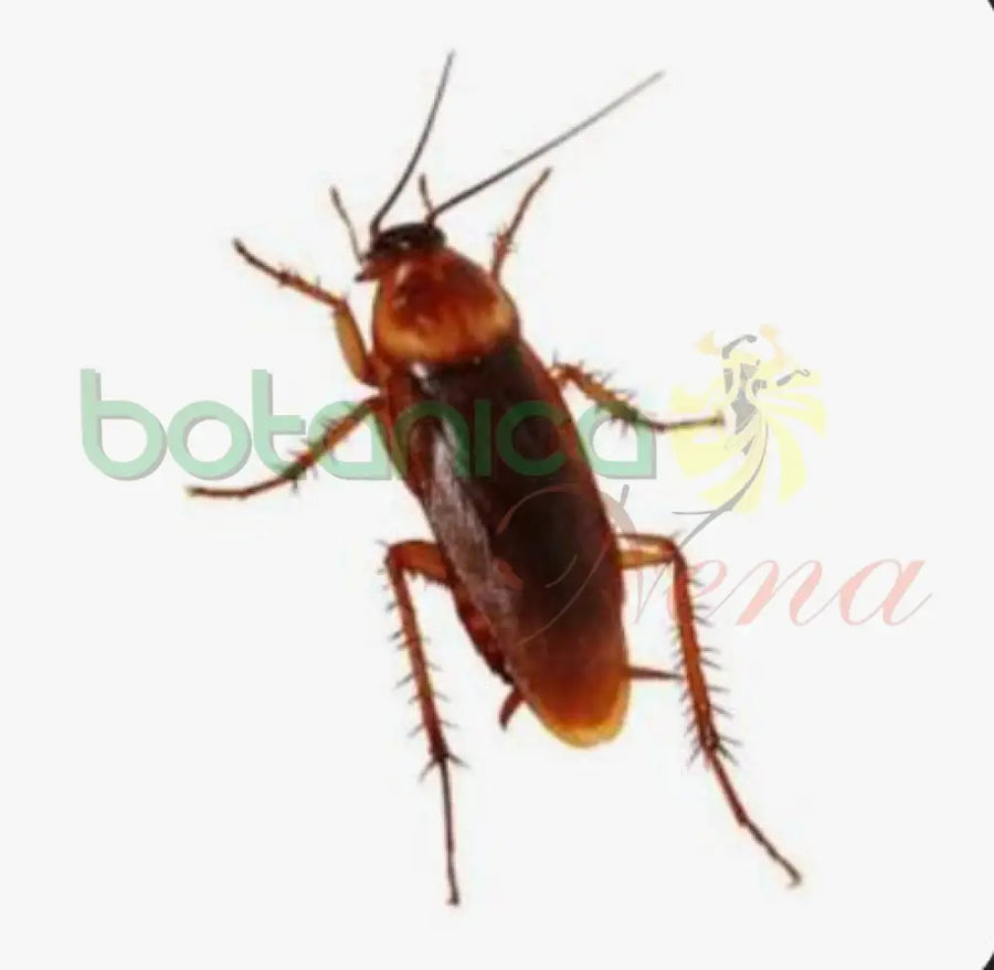 Cucaracha Congelada