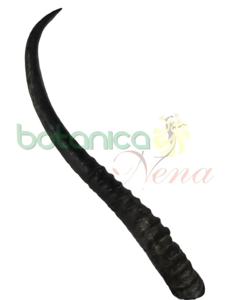Cuerno Antilope 1 unidad 9.5’’H
