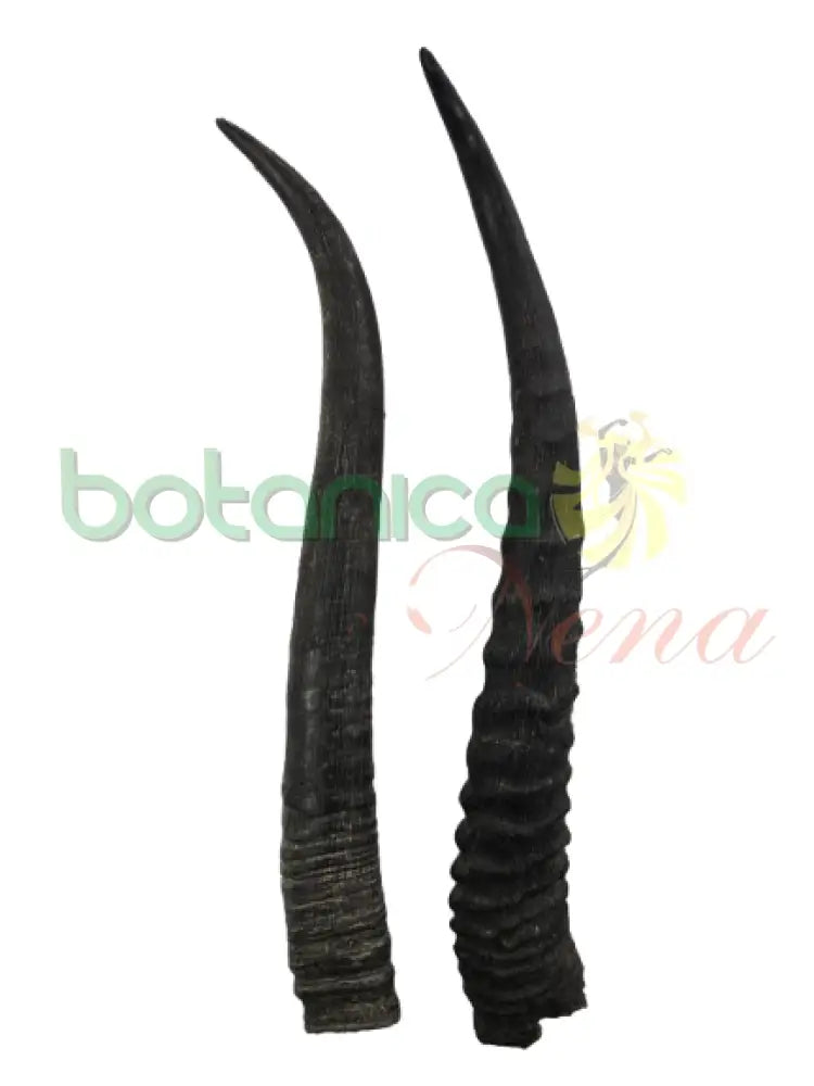 Cuerno Antilope Par 2 cuernos 7.5’’H x 1’’W Aprox