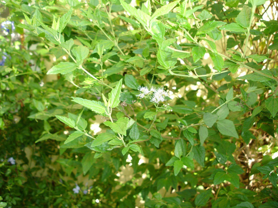 Abre Camino (Herb) - Botanica Nena