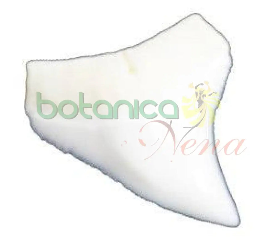 Diente Tiburon Tigre - Botanica Nena