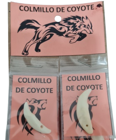 Colmillo de Coyote 1" - Botanica Nena