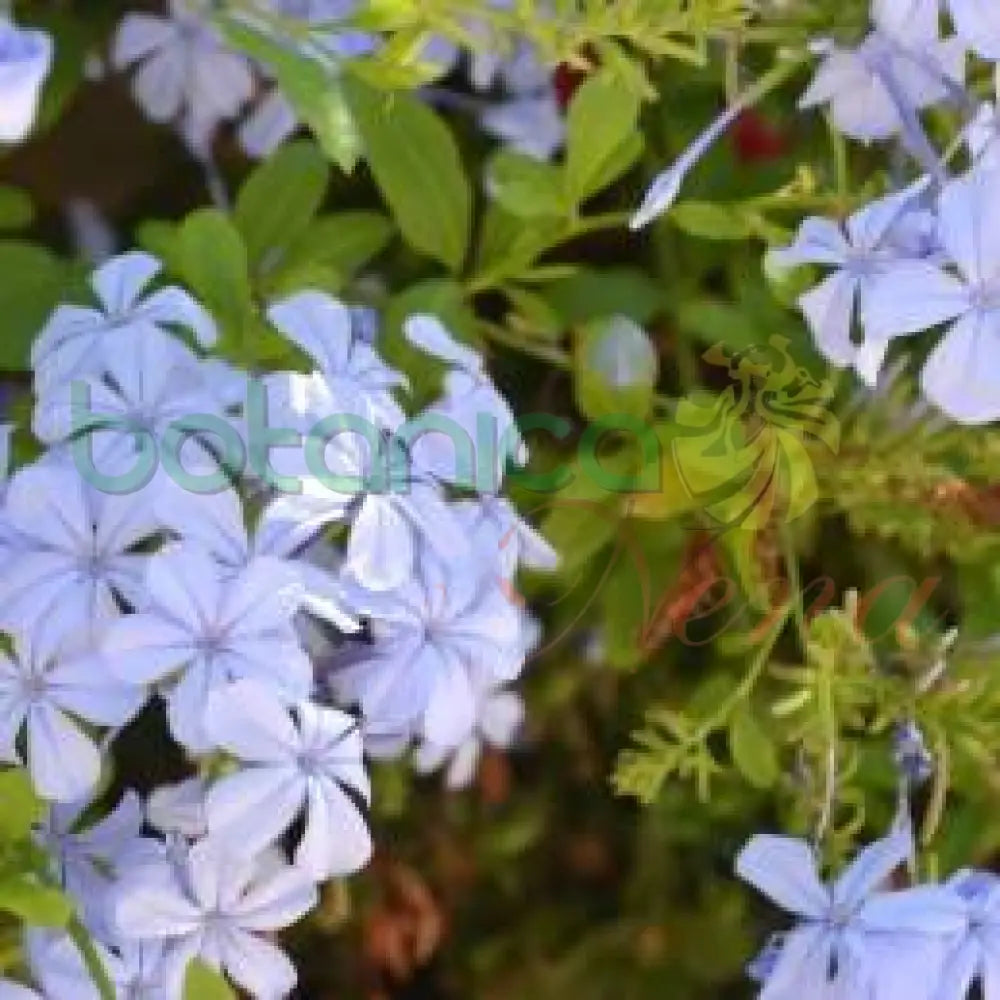 Fresh Embeleso - Botanica Nena