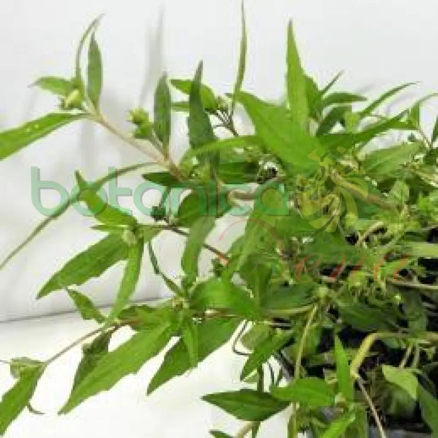 Fresh Take-Evil-Away (Abericunlo - Espanta Muerto) - Botanica Nena