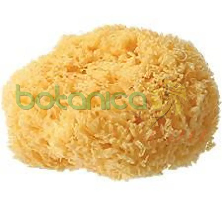 Sponges -Natural Sea Sponges (Esponja de Mar de 4"a 5" - Botanica Nena