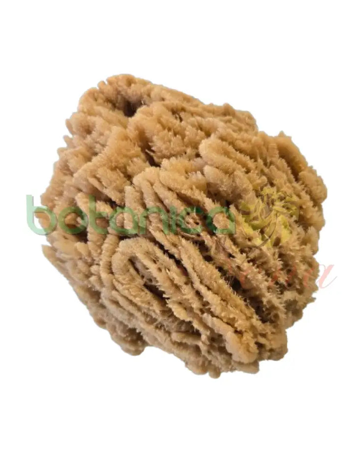 Esponja de Mar Grande 5’’ a 6’’