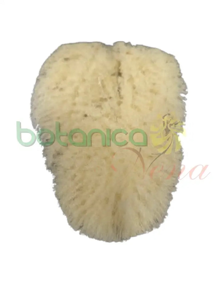 Esponja de Mar Pequeña 1.5’’ a 2.5’’