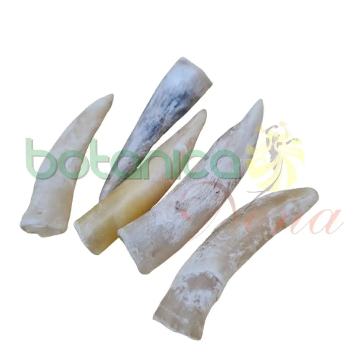 Espuela de Gallo - Real - Botanica Nena