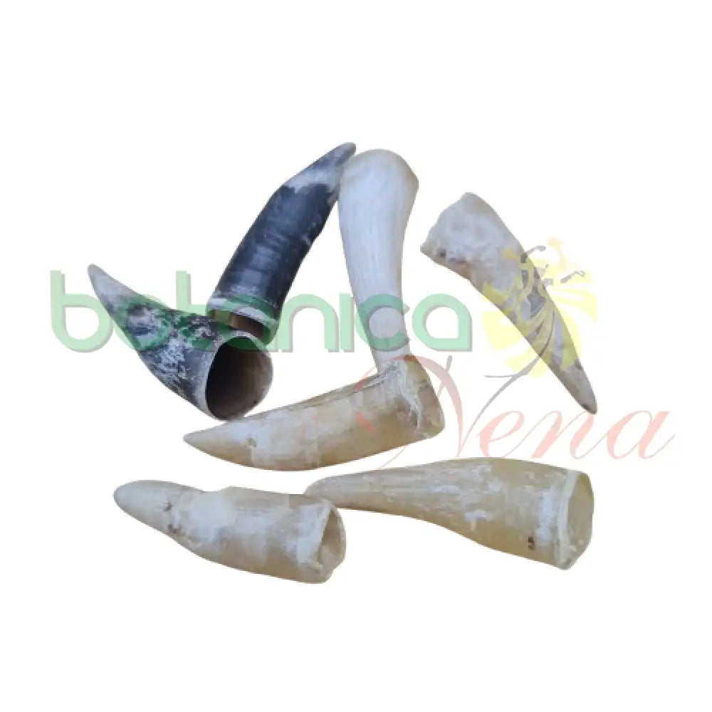 Espuela de Gallo - Real - Botanica Nena