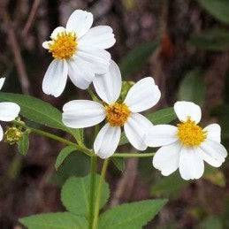 Romerillo (Herb) - Botanica Nena