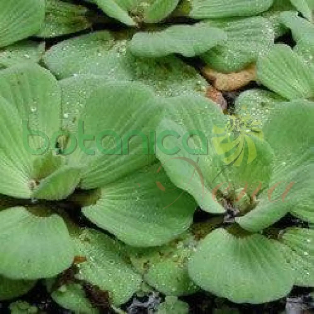 Fresh Flor de Agua - Botanica Nena