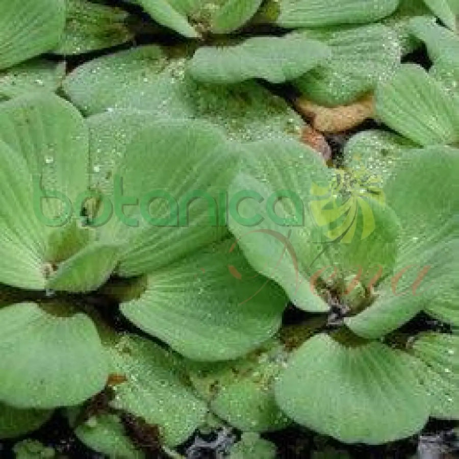 Fresh Flor de Agua - Botanica Nena