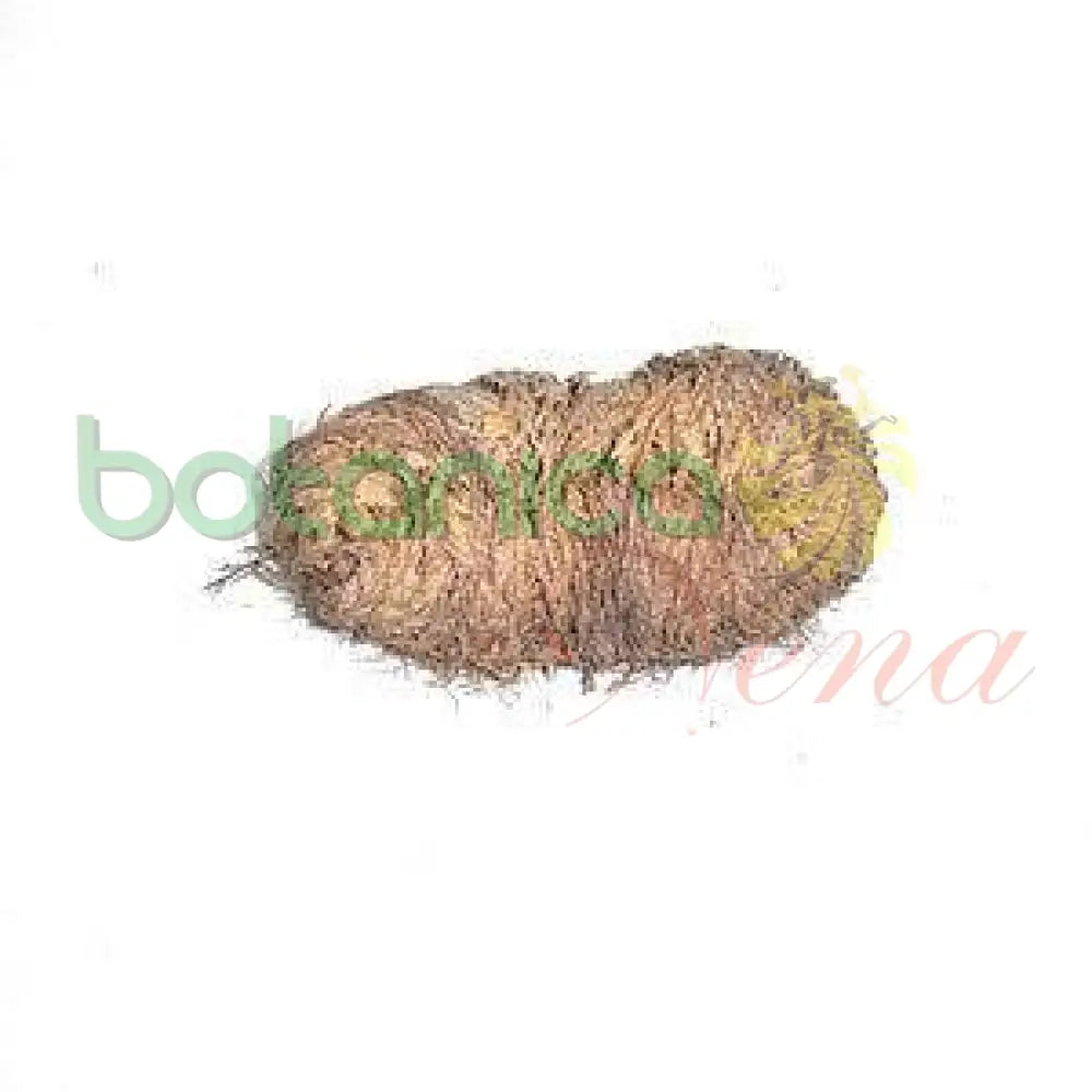 Fresh Jerico Flower (Resurrection Plant) - Botanica Nena