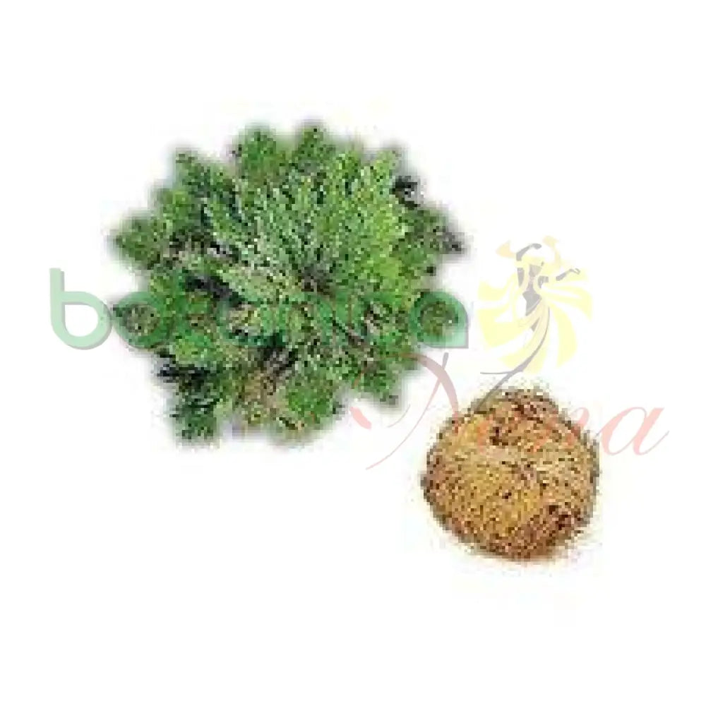 Fresh Jerico Flower (Resurrection Plant) - Botanica Nena