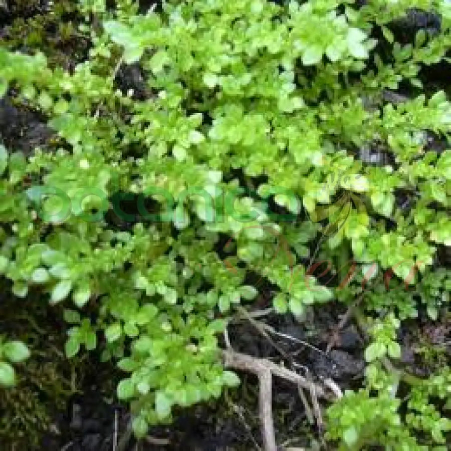 Fresh Frescura - Botanica Nena