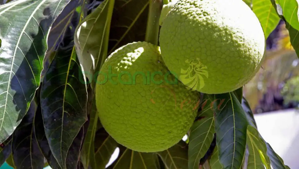 Fruta del Pan Congelada - Botanica Nena