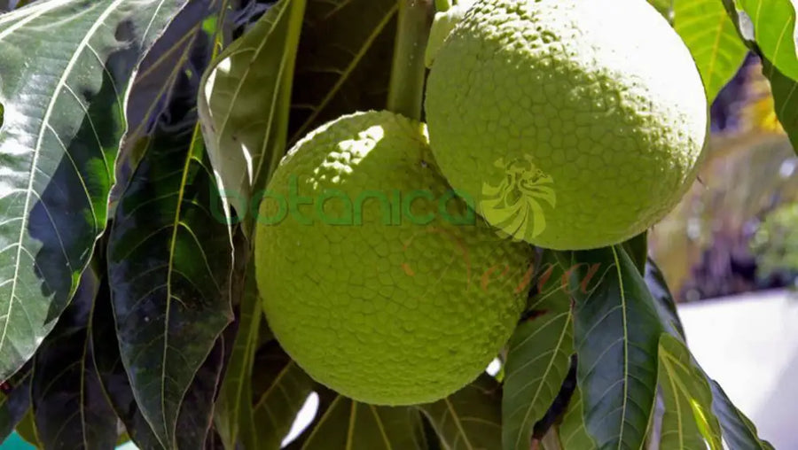 Fruta del Pan Congelada - Botanica Nena