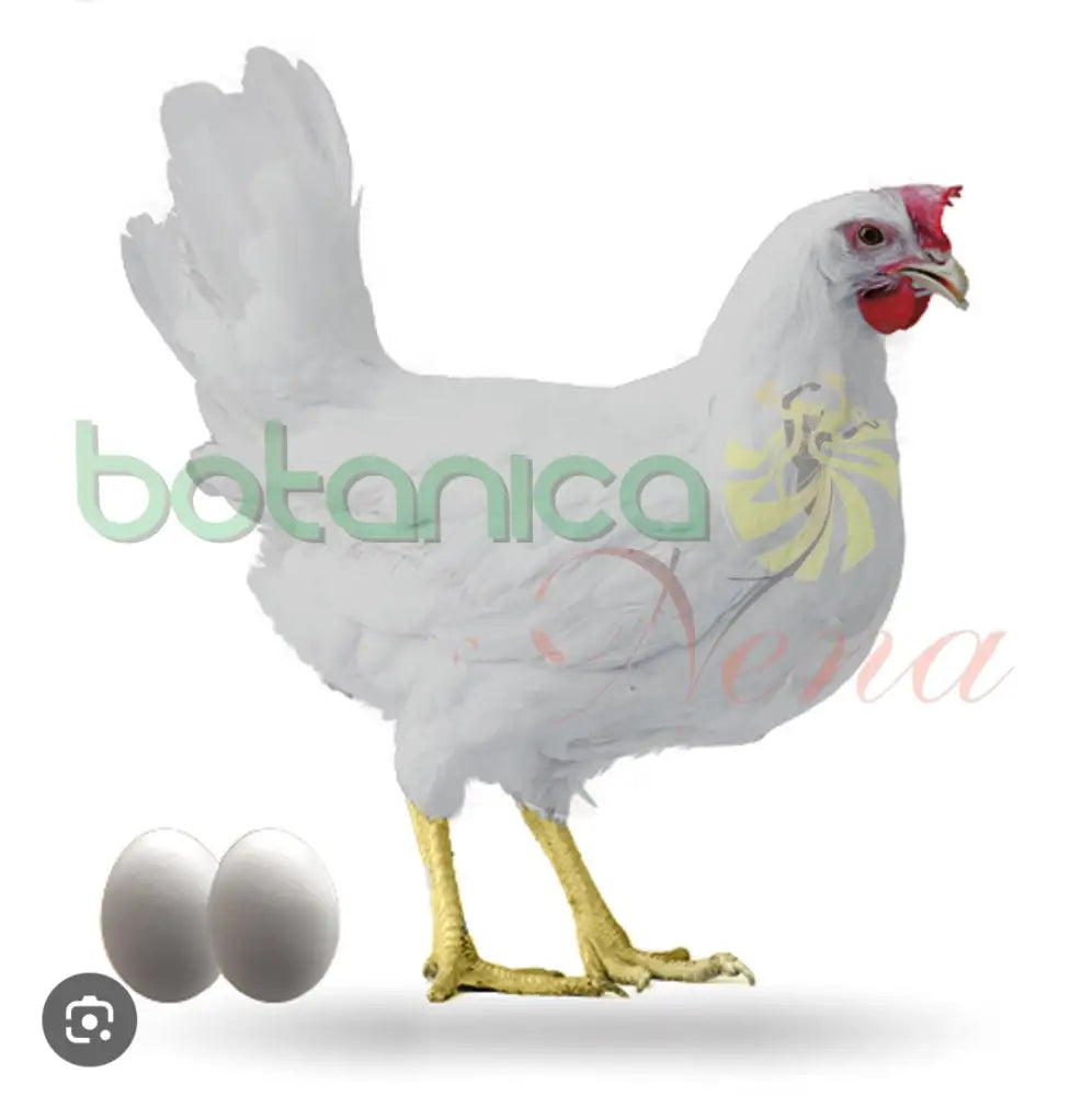 GALLINA BLANCA - Botanica Nena