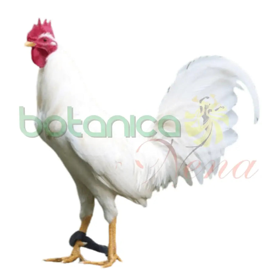 GALLO BLANCO - Botanica Nena